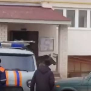 Rosja: Rzuciła kotem, by przepędzić łosia spod bloku... [WIDEO]