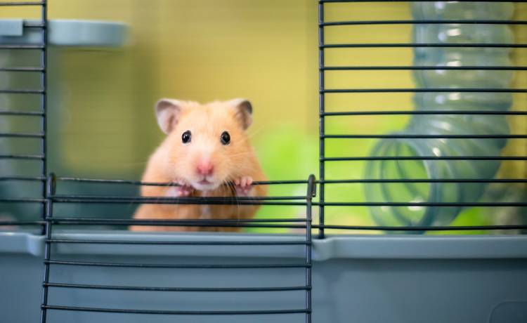 Chomik lepszy od profesjonalnych graczy giełdowych! Gryzoń z zyskiem handluje kryptowalutami                                               