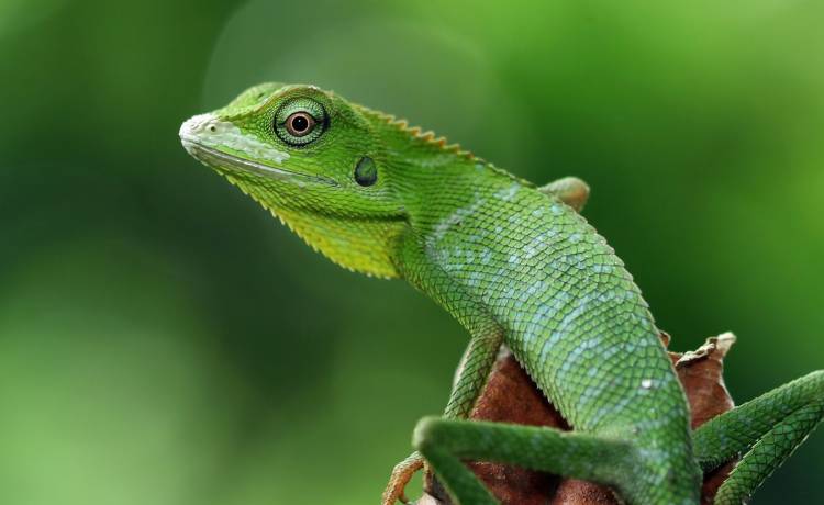 Jaszczurka w staniku. Mały podróżnik przebył ponad 6 tysięcy kilometrów! Przeżył?