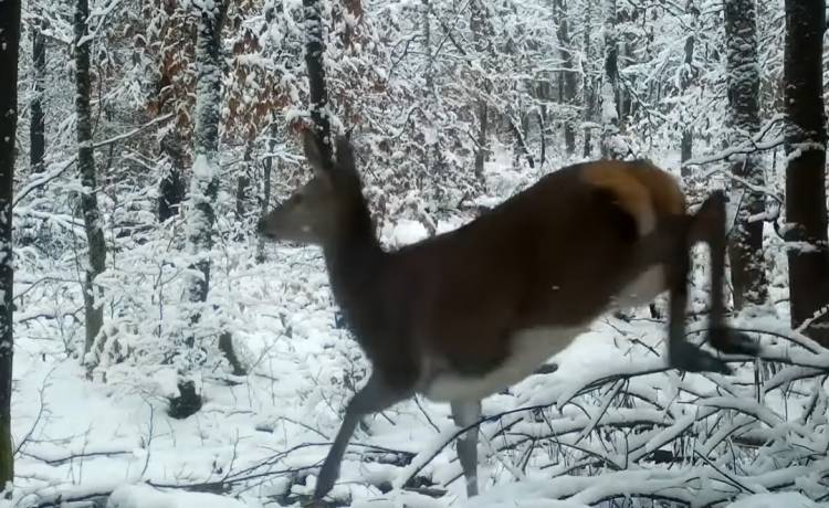 Wilk przeszedł tuż przed obiektywem. Niecodzienne nagranie z jeleniami trafiło do sieci! [WIDEO]