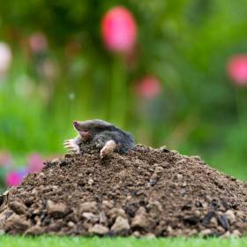 Sprawdzony sposób na krety i nornice. Tak odstraszysz niechcianych lokatorów ogrodu 