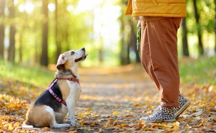 Jak mówić do psa? Fot. Zdjęcie ilustracyjne/Shutterstock