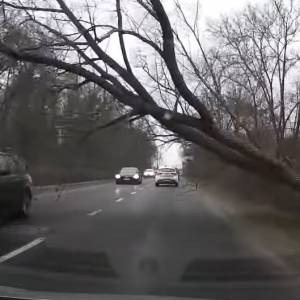 Chwile grozy w Poznaniu. Przed autem runęło drzewo! [WIDEO]