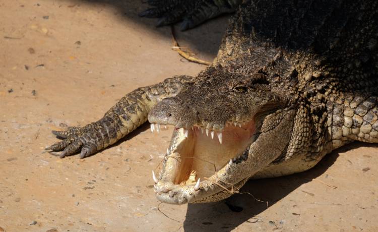 Horror na przyjęciu urodzinowym dla dzieci. Aligator omal nie odgryzł ręki swojej trenerce [WIDEO]