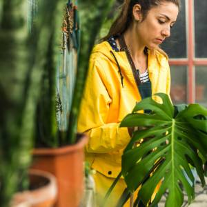 Dlatego lepiej nie trzymać monstery w domu. Mało kto o tym wie!