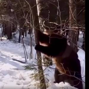 Dlaczego nie warto uciekać przed niedźwiedziem na drzewo? Zaskakujące nagranie trafiło do sieci [WIDEO]