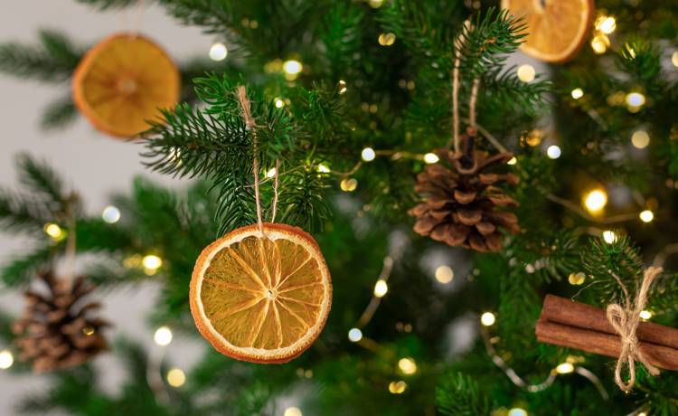 Widzisz taką narośl na choince? Nie wnoś jej do domu! W środku są... jaja modliszek 