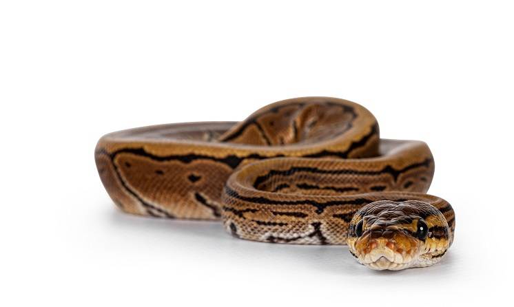 Pyton królewski „wyszedł na spacer” ulicami Krakowa. Wąż na wolności!