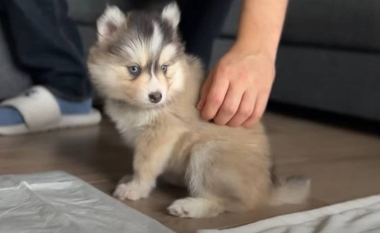 Influencerka w ogniu krytyki! Poszło o jej nowego psa – to mieszanka husky i pomeraniana