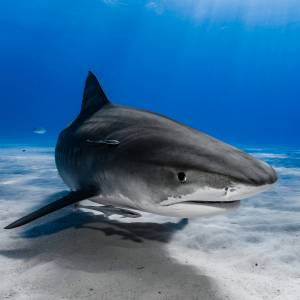 5 osób rannych w wyniku ostatnich ataków rekinów na plażach w USA