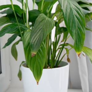 Dlaczego końcówki liści brązowieją? 5 najczęściej popełnianych błędów