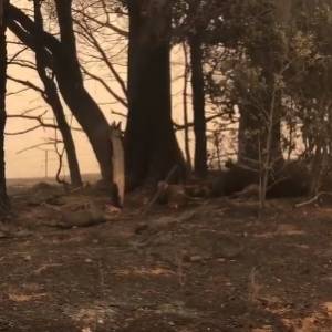 Mnóstwo zwierząt zginęło przy drodze uciekając przed pożarem. Przerażające nagrania z Australii [18+]