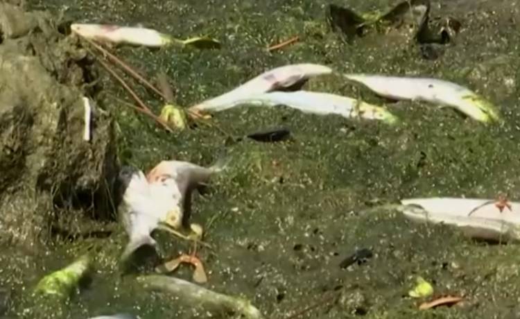 Zatoka w San Francisco zaatakowana przez toksyczne algi. Ryby umierają, ludzie omijają wodę z daleka [WIDEO]