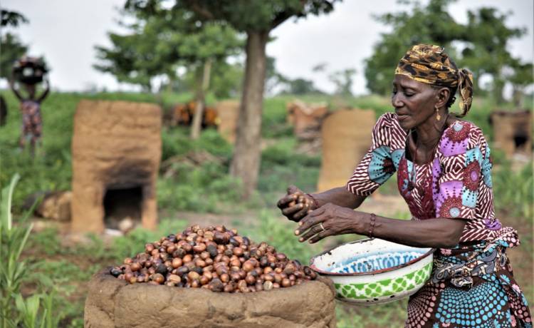 Zakaz eksportu orzechów shea z Nigerii. Czy ceny kosmetyków wzrosną?, fot. Shutterstock