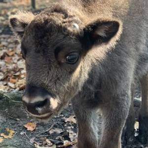 Żubrzyk sierota z Pszczyny będzie promować picie kranówki!  