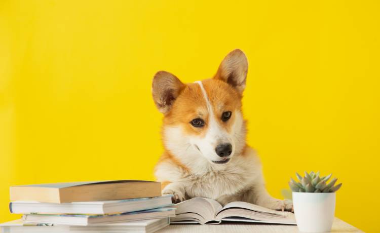 Czy psy nas rozumieją? Są wyniki badań!