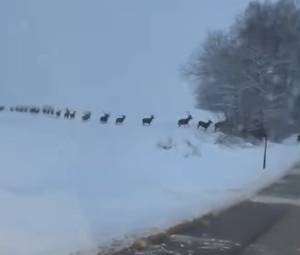 Setki dzikich zwierząt na drodze. Taki widok pamięta się do końca życia! [WIDEO]