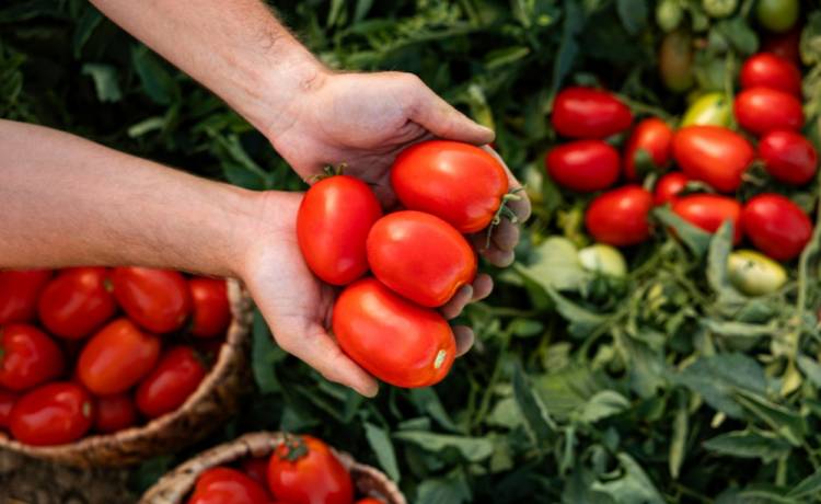 Bananowy sekret ogrodników – prosty sposób na dorodne i słodkie pomidory, fot. Shutterstock