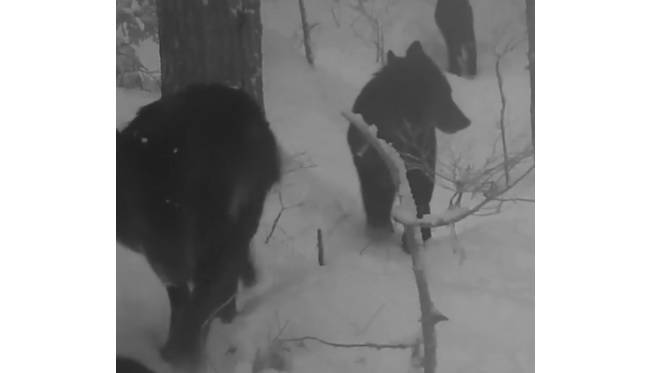 Fotopułapka nagrała przemarsz czarnych wilków przez las! Pamiętacie najmroczniejszą scenę z "Akademii pana Kleksa"? [WIDEO] 