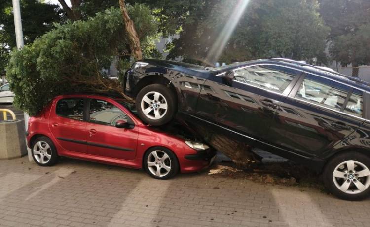 Gdynia: ściął drzewo i zaparkował swoje auto na innym samochodzie 