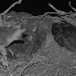 Mały lisek wszedł do gniazda śpiącego orła... Kamera wszystko nagrała! [WIDEO]