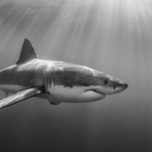 Atak rekina. Drapieżnik rzucił się na 50-latkę. Nie udało się jej uratować