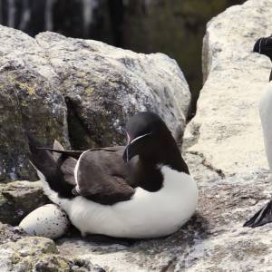 Kuchnia tylko dla najodważniejszych. To danie może przyprawić o mdłości 