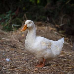 Drób uprowadzony pod osłoną nocy. Zuchwała kradzież 8 kaczek! Kto i dlaczego to zrobił?