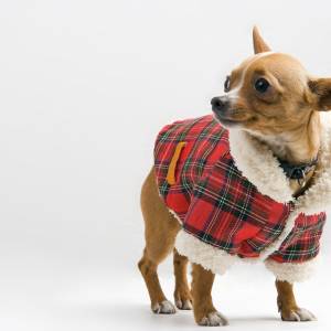 Ubrania dla psów i kotów z motywem świątecznym. Wyglądają przesłodko!