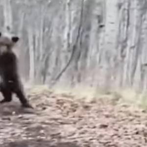 Niedźwiadek "tańczy" przed kamerą?! Nietypowe nagranie podzieliło internautów! "Mnie nie śmieszy" [WIDEO]