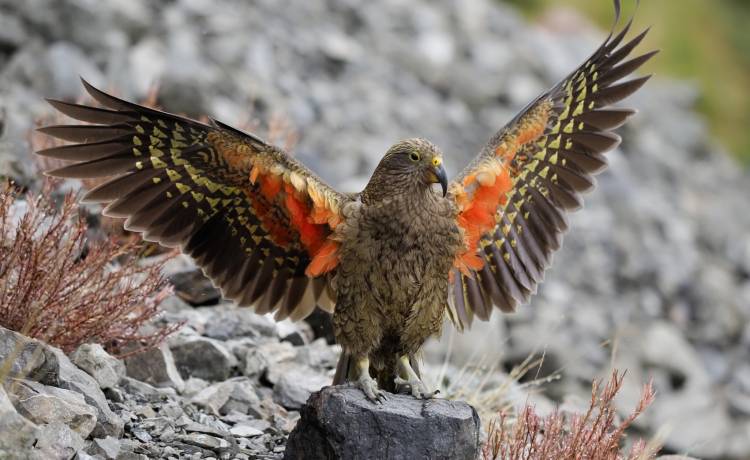 Papuga ukradła włączoną kamerę i sfilmowała swój przelot [NAGRANIE]