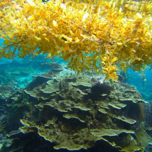 Morze bez brzegów. Unikalny fenomen, który fascynuje naukowców i żeglarzy