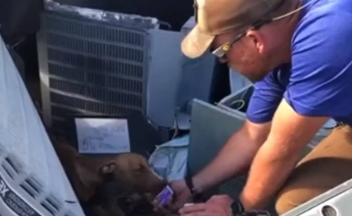 Szczeniak przeżył pod gruzami trzy tygodnie! Wycieńczony pies uratowany [WIDEO]