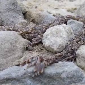 Jednych przerażają, innych fascynują. "Pełzające korzenie" widziano ostatnio w Tatrach!