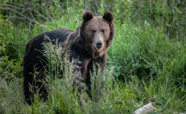 Bieszczadzki niedźwiadek odwiedził... cmentarz. Zaskakujący incydent na Podkarpaciu [WIDEO]
