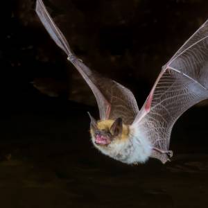 80-letni mężczyzna odmówił szczepienia. Nie przeżył spotkania z nietoperzem