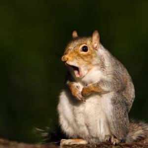 Historyczny sukces polskiego fotografa w konkursie na najzabawniejsze zdjęcie dzikiej przyrody! [FOTO]