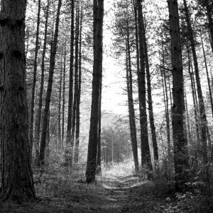 Zgłosiła zaginięcie rodziców, którzy pojechali na grzyby. Policja znalazła ich ciała w lesie