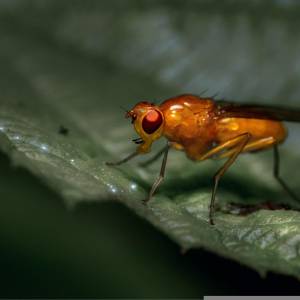 Muszki owocówki. Co je przyciąga i jak je zwalczyć?