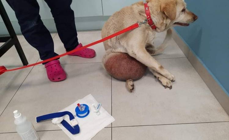 Labrador z guzem wielkości piłki do kosza. Jego właściciele prosili o eutanazję: "Dzień dobry, chcieliśmy uśpić psa"