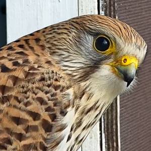 Zaciekła bitwa o gniazdo. Samiczka puszczyka rywalizowała z dwiema pustułkami