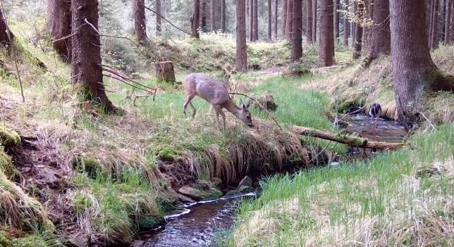 Fotopułaka zarejestrowała niezwykłą scenę z bocianem i sarną! "I to jest bajka" - komentują internauci [FOTO]