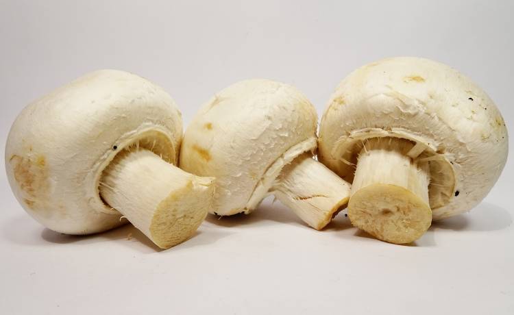 Fot. Shutterstock/12photography