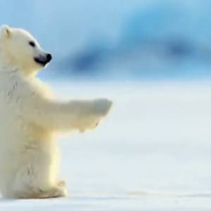 Mała foka podpływa do niedźwiadka polarnego. Wszystko nagrała kamera! [WIDEO]