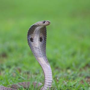 8-letni chłopiec został ukąszony przez kobrę. Sam zabił ją ugryzieniem