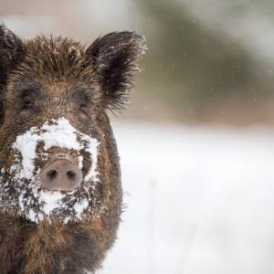 Dziki rozkopały kryjówkę pełną kokainy. Zniszczyły narkotyki warte 22 tysiące euro 