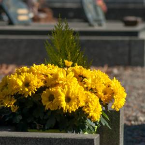 Jakie kwiaty posadzić na cmentarzu? Te rośliny pięknie kwitną i nie wymagają częstego podlewania