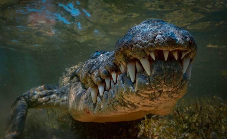 Gigantyczny krokodyl schwytany w Australii. Ma prawie 4,5 m długości! [WIDEO]