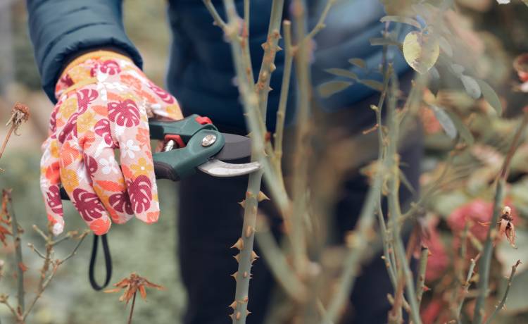 Jak dbać o róże, fot. Shutterstock