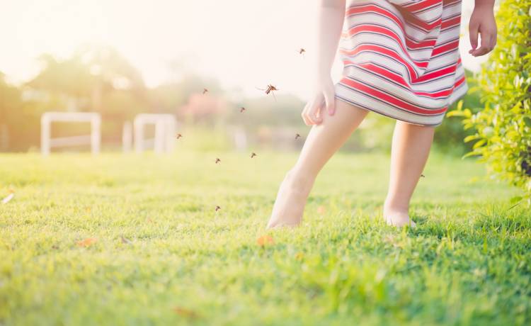 Skuteczny sposób na komary? Te uporczywe owady nie znoszą tych zapachów!